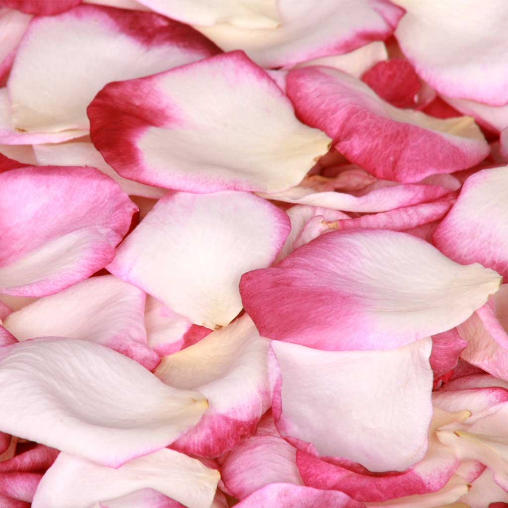 Ivory Freeze Dried Rose Petals