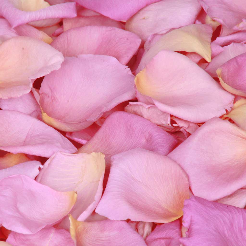 Pink Rose Petals