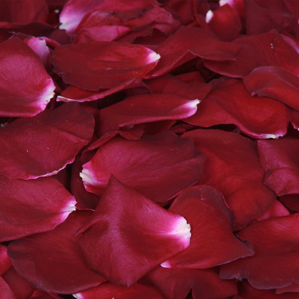 Organic Pink Rose Petals